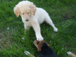 03 Juni 2010 161_250