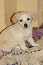 401497_246345555446850_1349837524_n_150