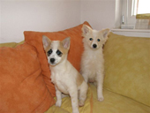 Fix und Foxi Januar 2010 091_170