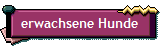 erwachsene Hunde